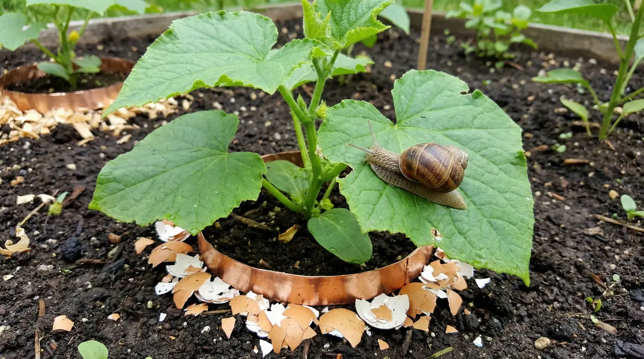 Lumaca su foglia di cetriolo in un orto con barriera di rame e gusci d'uovo