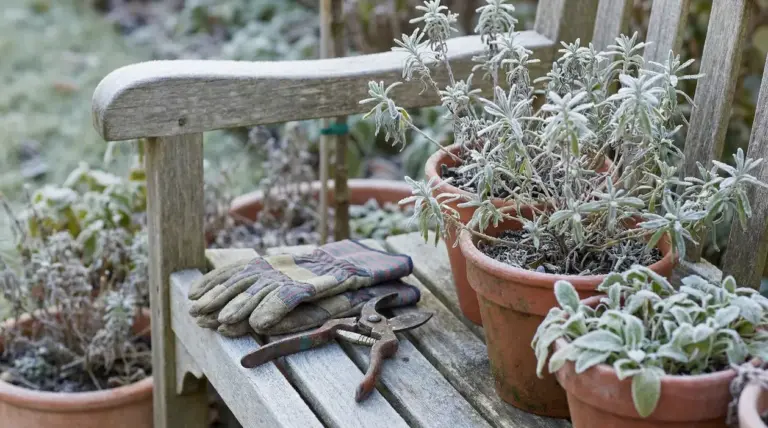 Piante in vaso coperte di brina su una panca da giardino in legno con guanti e cesoie